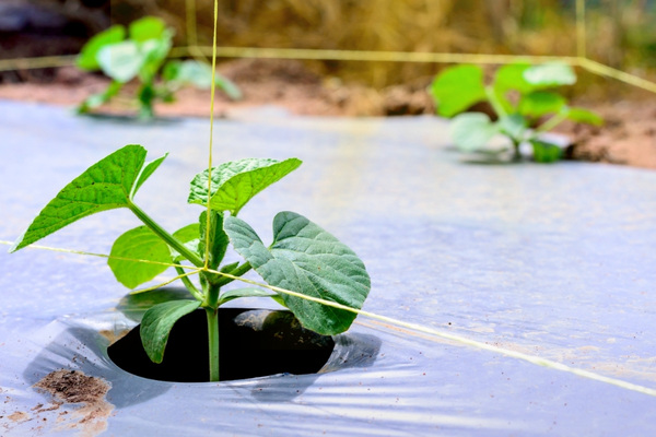 Phụ gia chống tia UV có chức năng bảo vệ vật liệu nhựa trước tác động của bức xạ tia cực tím